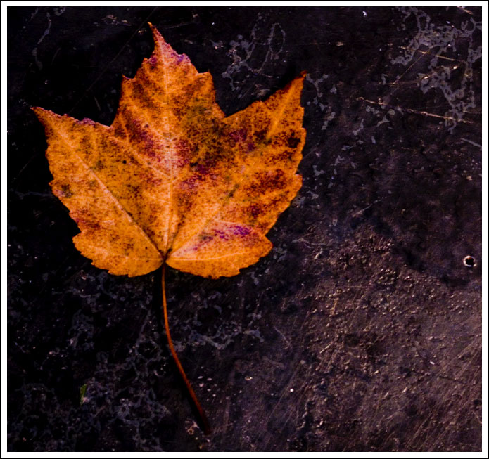 leaf-on-floor001.jpg