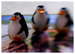 penguins-thm.jpg