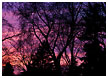 sunset-tree-patterns003-thm.jpg