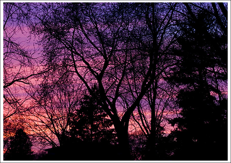 sunset-tree-patterns003.jpg