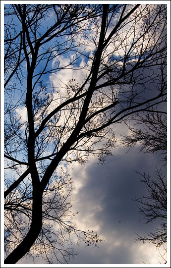 tree-and-clouds001.jpg