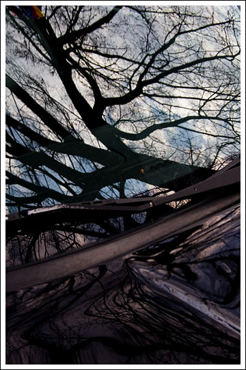 tree-reflected003.jpg