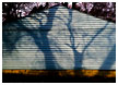 tree-shadow002-thm.jpg