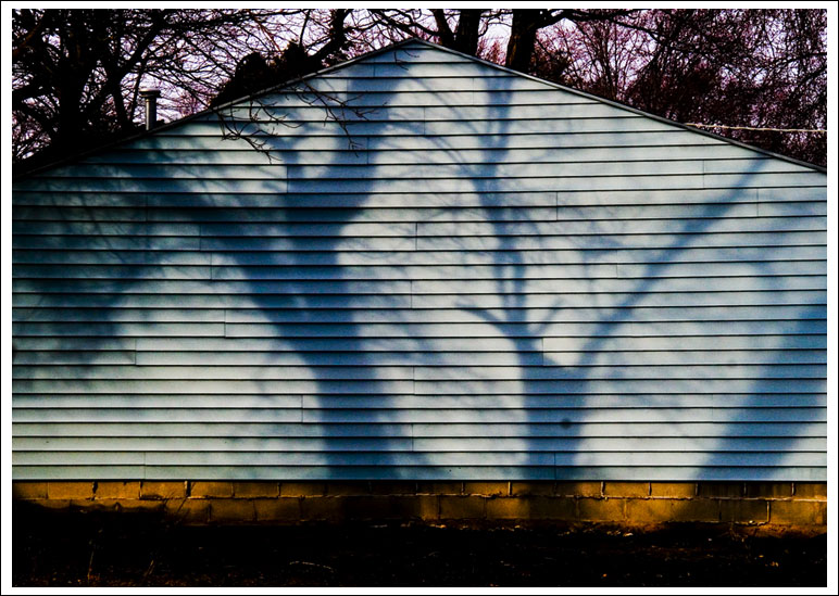 tree-shadow002.jpg