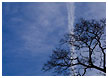 trees-in-sky001-thm.jpg