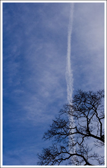 trees-in-sky001.jpg