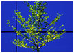 tree-on-blue-thm.jpg