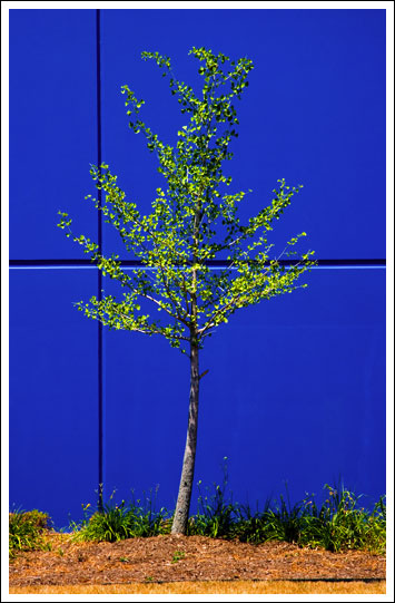 tree-on-blue.jpg