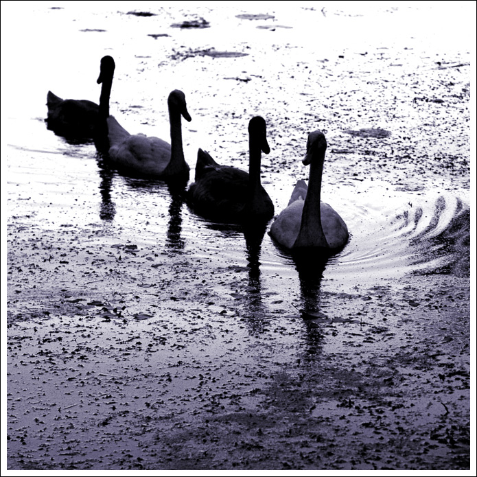 4-swans010.jpg