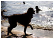 dog-on-beach-005-thm.jpg