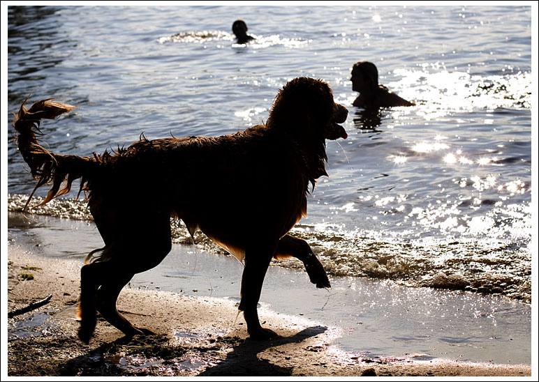 dog-on-beach-005.jpg