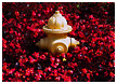 hydrant-flowers-thm.jpg