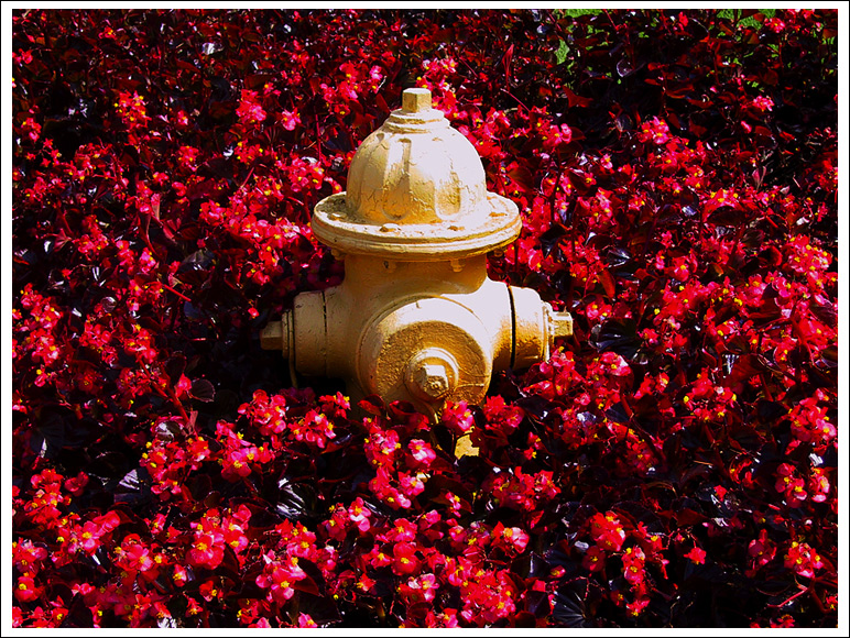 hydrant-flowers.jpg