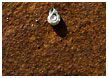 snail-on-rust001-thm.jpg