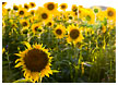 sunflower-field024-thm.jpg