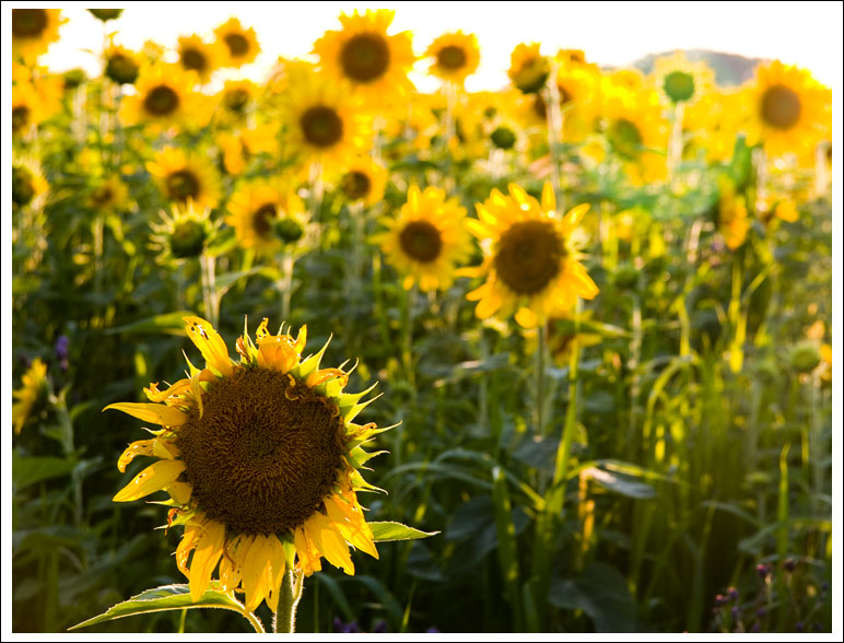 sunflower-field024.jpg