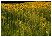 sunflower-field033-thm.jpg