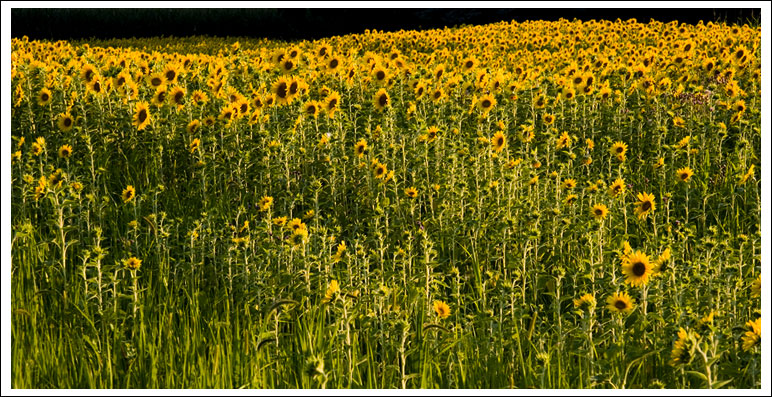 sunflower-field033.jpg