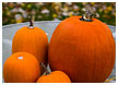 pumpkins-thm.jpg