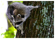 raccoon008-thm.jpg