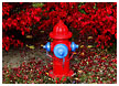 red-firehydrant-thm.jpg