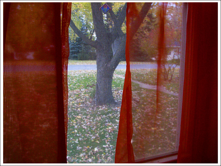 tree-thru-window003.jpg