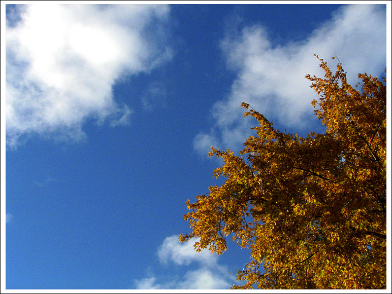 trees-in-sky011.jpg
