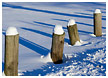 snowy-poles009-thm.jpg