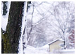 snow-tree001-thm.jpg