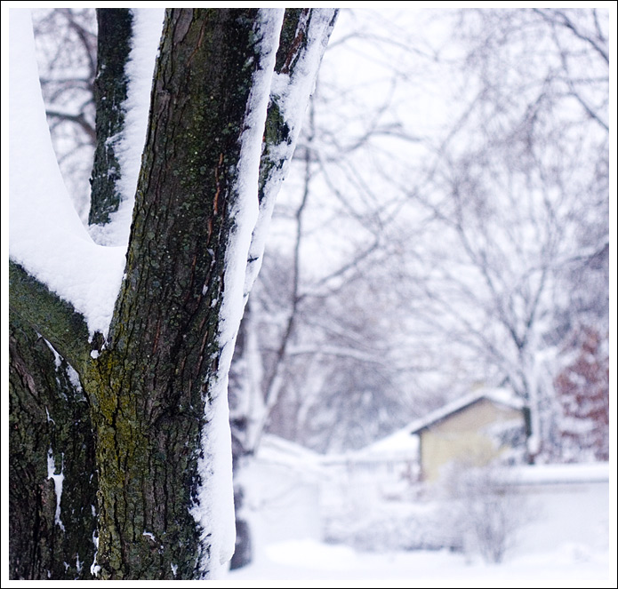 snow-tree001.jpg