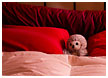 toys-in-bed010-thm.jpg